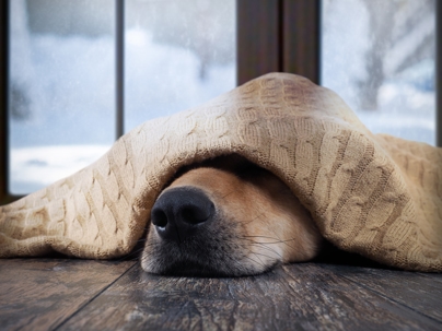 Funny dog wrapped in a warm blanket